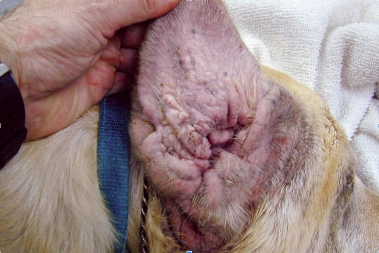 TECA Surgery in Pets - TECA Surgery in Pets