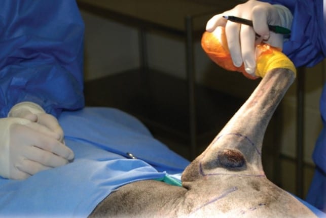 Tumor Removal Surgery For Pets - Tumor Removal Surgery For Pets