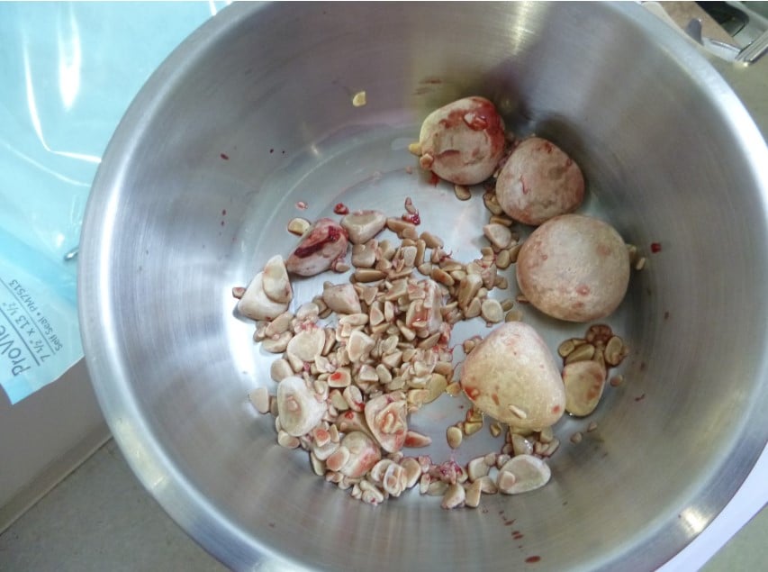 Urinary Bladder Surgery for Stones in Pets | Cystotomy - Urinary Bladder Surgery for Stones in Pets | Cystotomy