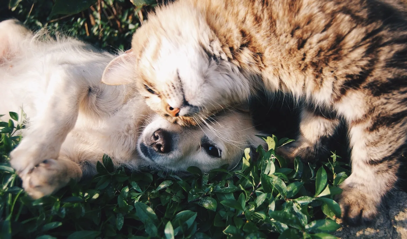 Pre-Surgical Evaluation - TECA Surgery in Pets