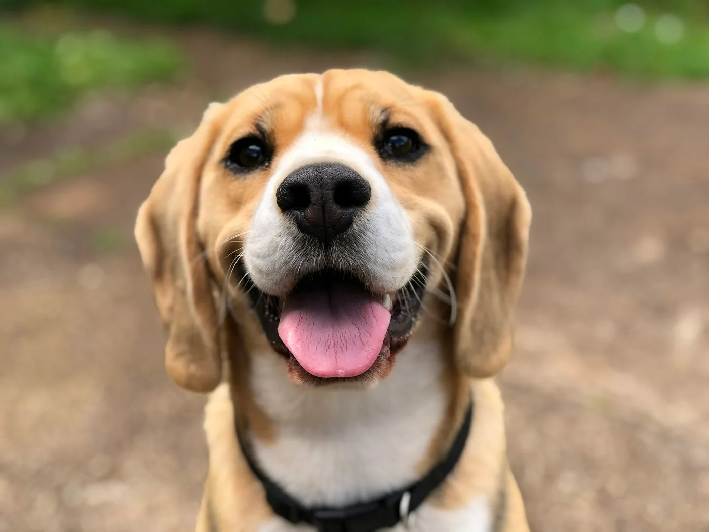 Common blood tests used by veterinarians - Pet Blood Test | Blood Test Lancaster