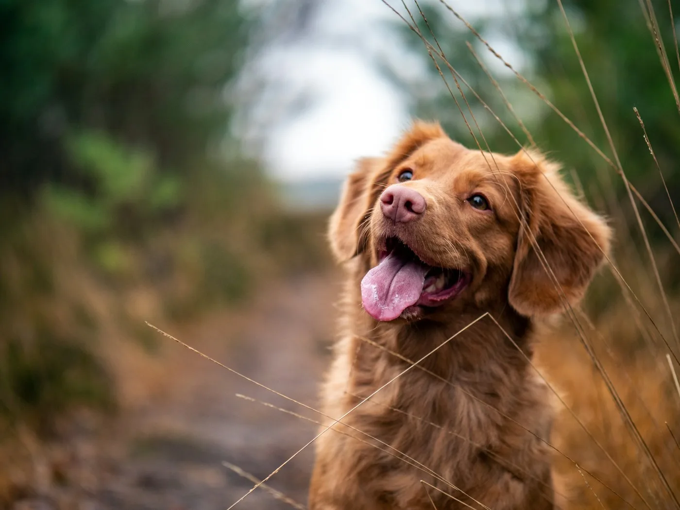 Benefits of in-house diagnostics and bloodwork - Pet Blood Test | Blood Test Lancaster